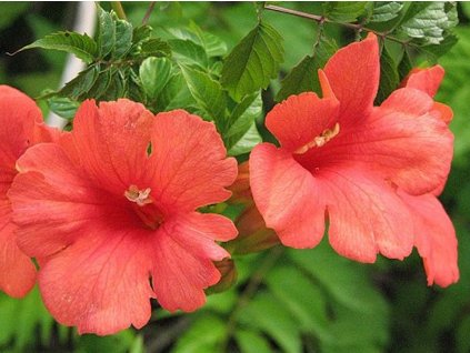 Trubač kořenující 'Flamenco'