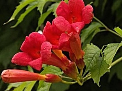 Trubač korenujúci 'Gabor'