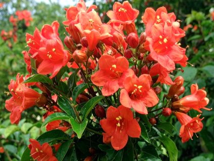 Trubač korenujúci 'Gabor'