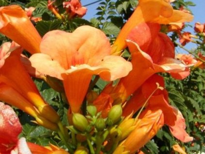 Trubač popínavý 'Guilfoylei'