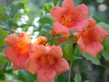 Trubač popínavý 'Guilfoylei'