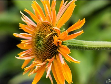 Echinacea 'Big Kahuna' - Echinacea 'Big Kahuna'