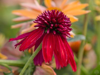 Echinacea Hot Papaya