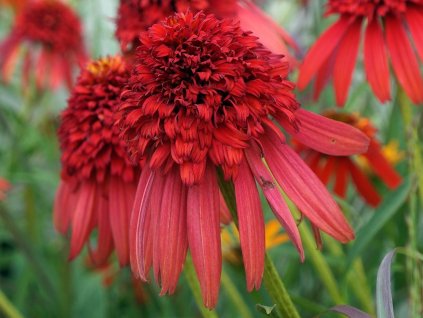 Echinacea 'Hot Papaya' - Echinacea 'Hot Papaya'