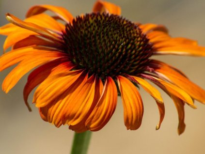 Echinacea 'Postman' - Echinacea 'Postman'