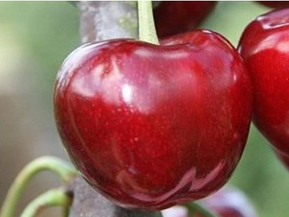 Čerešňa 'Horka®'  Prunus avium 'Horka'