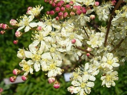 Túžobník obyčajný - Filipendula hexapetala