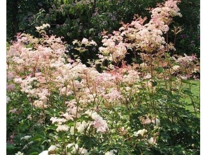 Túžobník palmata 'Nana' - Filipendula palmata 'Nana'