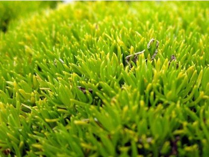Machovička šidlovitá 'Aurea' - Sagina subulata 'Aurea'