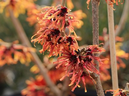 Hamamel prostredný 'Orange Beauty'