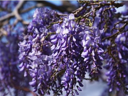 Vistéria čínska 'Prolific'