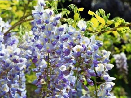 Vistéria kvetnatá 'Multijuga'