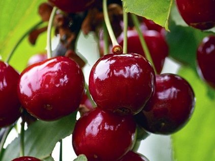 Višňa 'Lucyna'