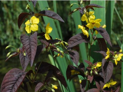 Čerkáč 'Fire Crackrík' - Lysimachia ciliata 'Fire Crackrík'