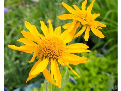 Helénium Hoopsovo - Helenium hoopesii