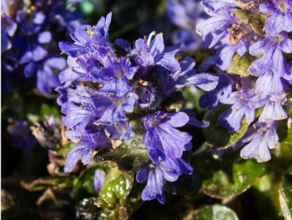 Zbehovec ihlanovitý  'Metallica Crispa' - Ajuga pyramidalis 'Metallica Crispa'