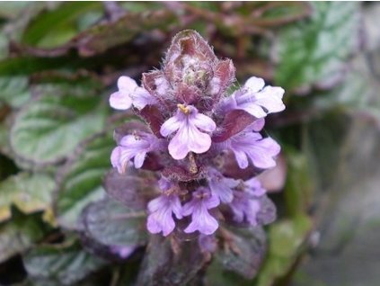 Zbehovec plazivý 'Atropurpurea' - Ajuga reptans 'Atropurpurea'