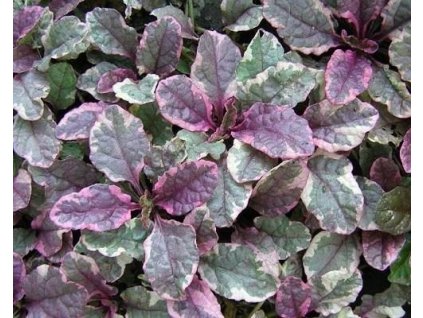 Zbehovec plazivý 'Rainbow' - Ajuga reptans 'Rainbow'