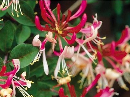 Zemolez ovíjivý 'Belgica Select'