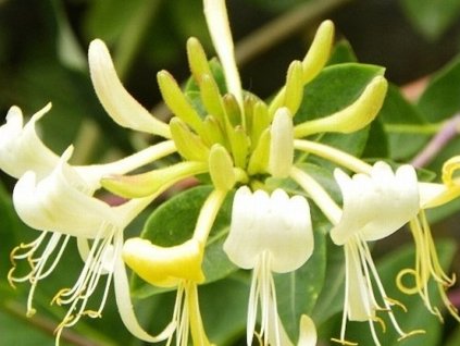 Zemolez ovíjivý 'Graham Thomas'