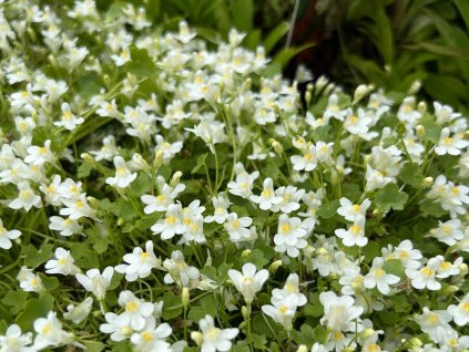 Zvešinec bledý 'Alba' - Cymbalaria pallida 'Alba'