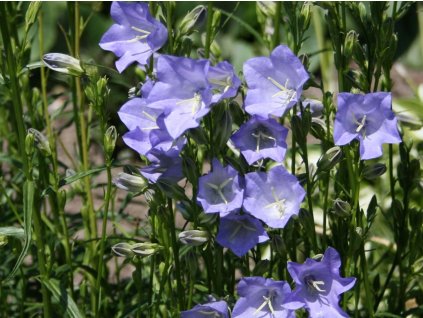 Zvonček broskyňolistý 'Grandiflora' - Campanula persicifolia 'Grandiflora'