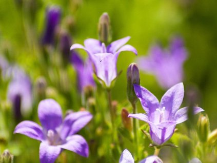 Zvonček Poscharskov 'Stella' - Campanula poscharskyana 'Stella'