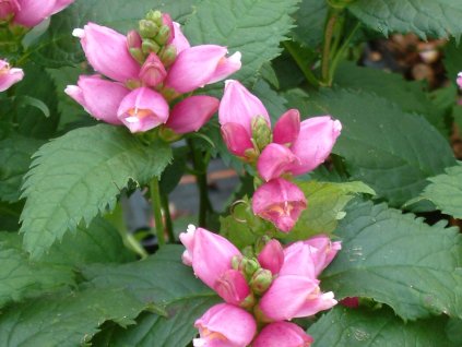 Želonice lysá - Chelone obliqua