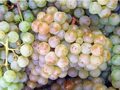 Vinič muštový  'Rulandské biele'