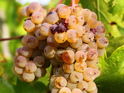 Vinič 'Ryzlink vlašský'