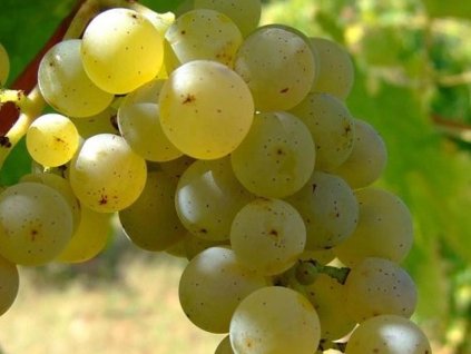 Vinič muštový 'Sauvignon'