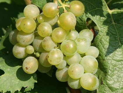 Vinič 'Müller Thurgau'