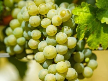 Vinič muštový  'Chardonnay'