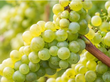 Vinič muštový  'Sylvánské zelené'