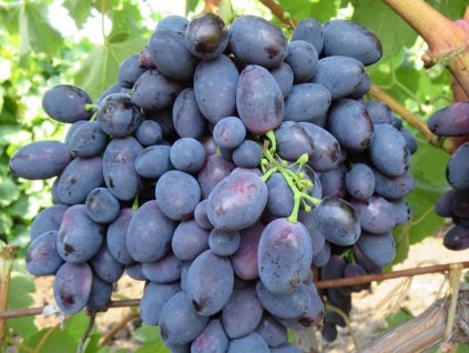 Vinič stolový 'Black Magic'