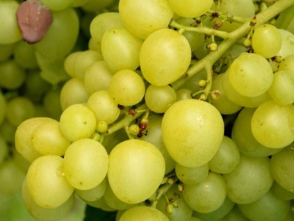 Vinič  'Muscat Italia'