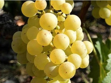 Vinič 'Chrupka biela'