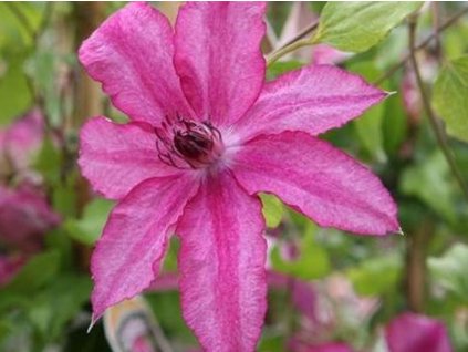 Plamienok 'Barbara'