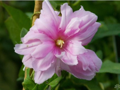 Opletník 'Flore Pleno'