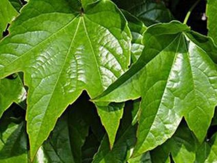 Přísavník trojlaločný 'Diamond Mountains'