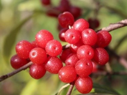 Hlošina okolíkatá 'Pointilla Sweet and Sour'