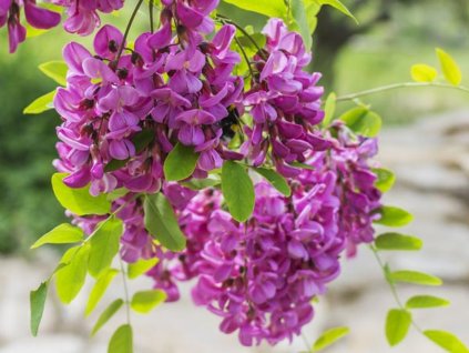 Agát biely 'Purple Robe'