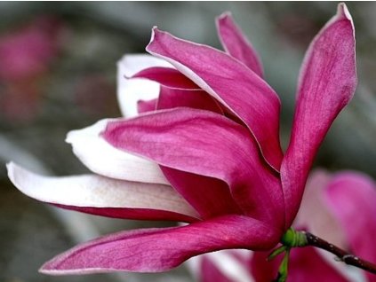 Magnólia 'Royal Crown'