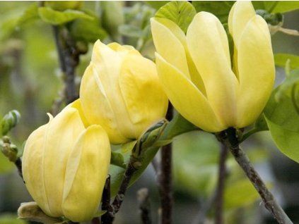 yellow bird