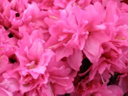 Japonská azalka 'Melina'