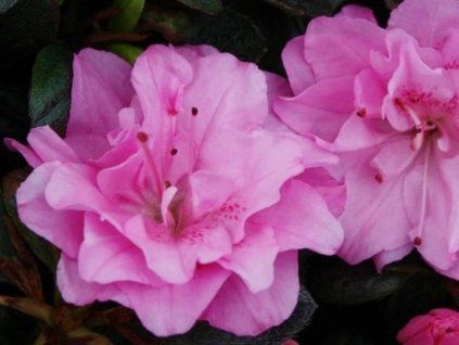 rosinetta
