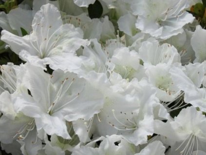 Japonská azalka 'Schneesturm'