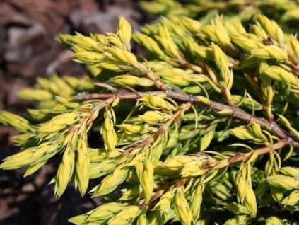 Borievka obyčajná 'Goldschatz'