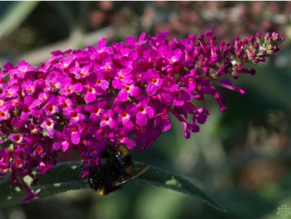 Budleja Dávidova 'Miss Ruby'