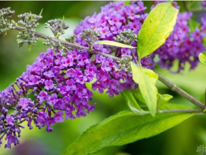 Budleja dávidova 'Moonshine Buddma'